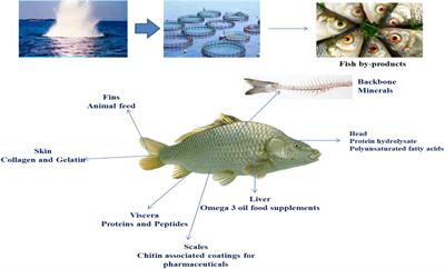 Seafood Discards: A Potent Source of Enzymes and Biomacromolecules With Nutritional and Nutraceutical Significance